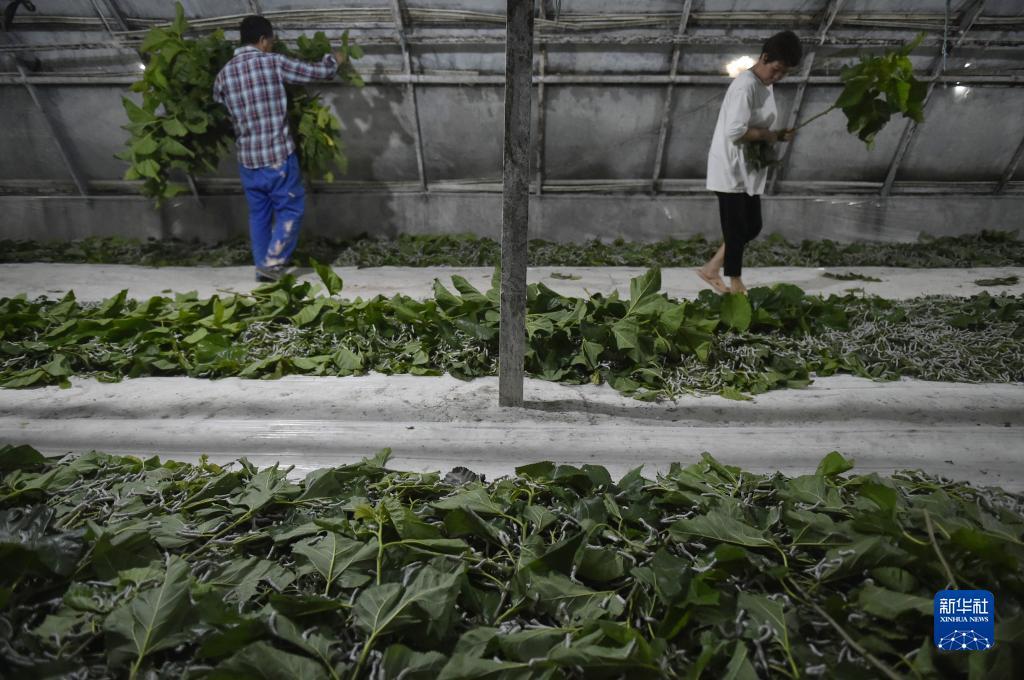 打牌吧官方网站